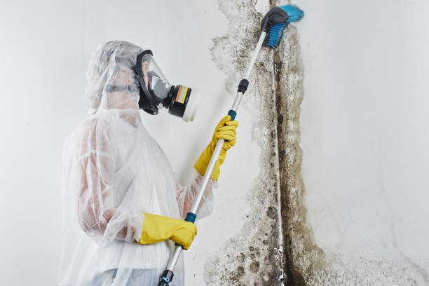 Best Fast Mold Removal  in Bolivar, OH