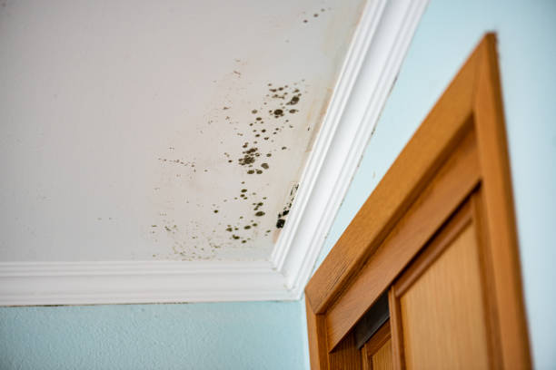 Best Crawl Space Mold Removal  in Bolivar, OH