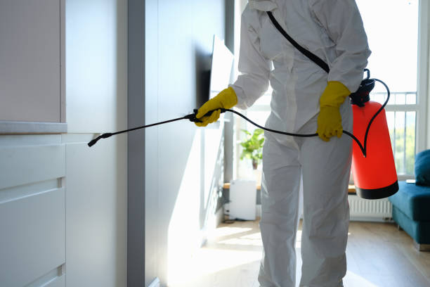Best Toxic Mold Removal  in Bolivar, OH