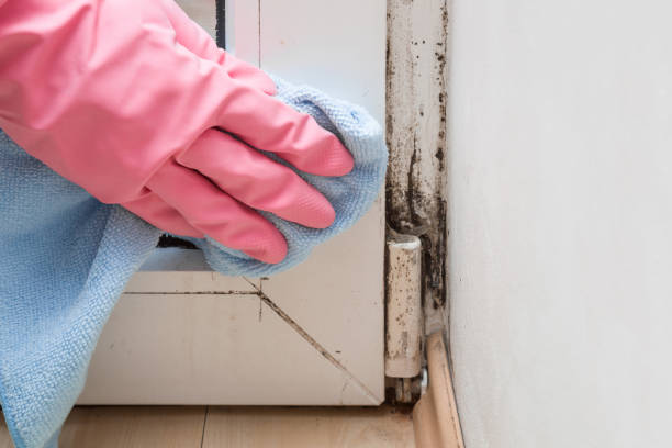 Best Home Mold Removal  in Bolivar, OH