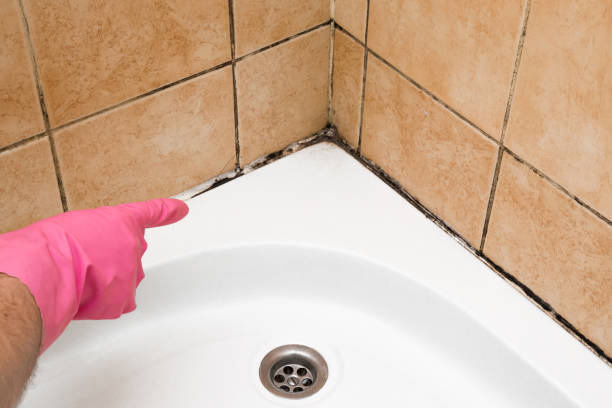 Best Commercial Mold Removal  in Bolivar, OH